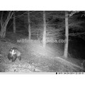 Cámara infrarroja de la caza de la cámara de la visión nocturna de la mini cámara de la visión nocturna de 12MP 1080 HD 2.9C